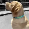 5. Personalised DOG Collars thumbnail