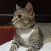 1. Personalised CAT Collars thumbnail