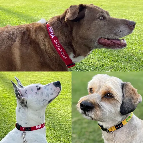 Personalised DOG Collars