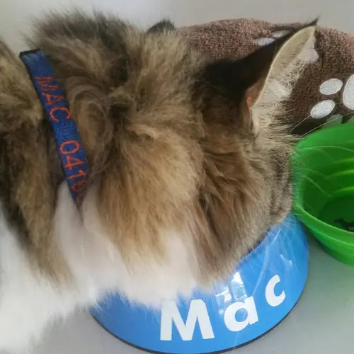 Personalised CAT Collars