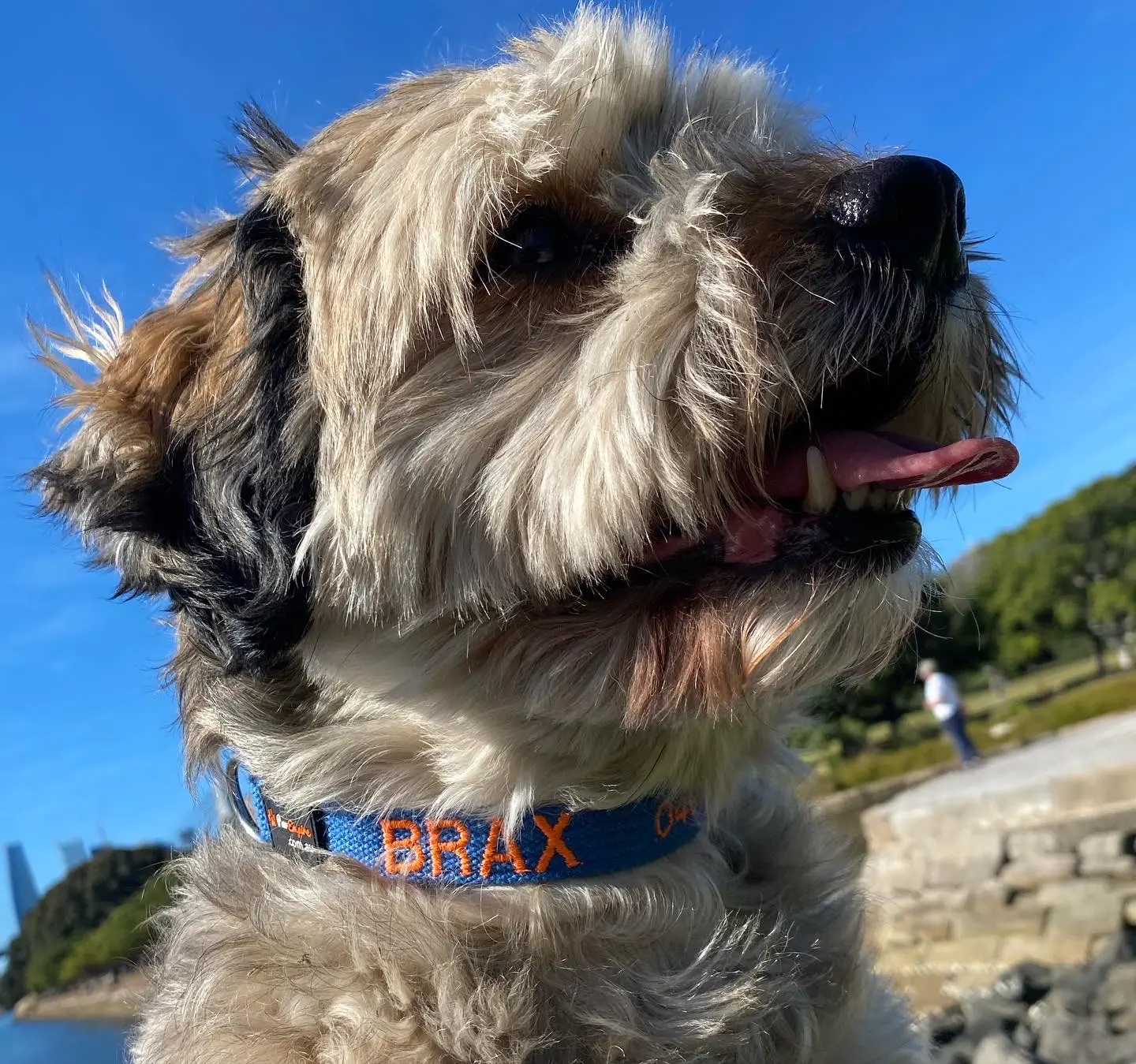 Cronulla Lucas Park - Dogs In The Park Event - Sunday 24th September 2023 10am - 3.00pm Cronulla Lucas Park - Dogs In The Park Event - Sunday 24th September 2023 10am - 3.00pm