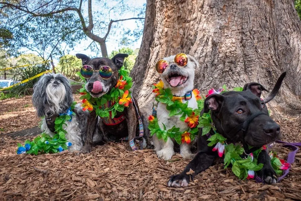 Rushcutters Bay Street Paws Festival Rushcutters Bay Street Paws Festival