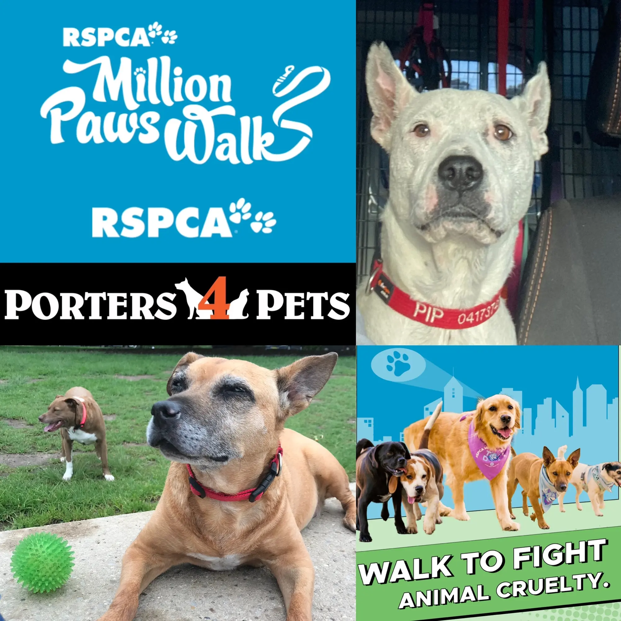 Million Paws Walk 2024 - Homebush