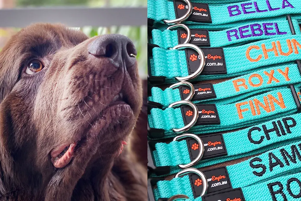 Add Some Fun to Your Pet's Style With an Embroidered Pet Collar & Lead Add Some Fun to Your Pet's Style With an Embroidered Pet Collar & Lead