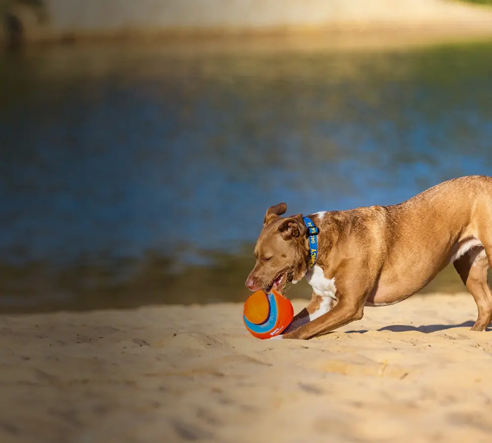 Pet Collars