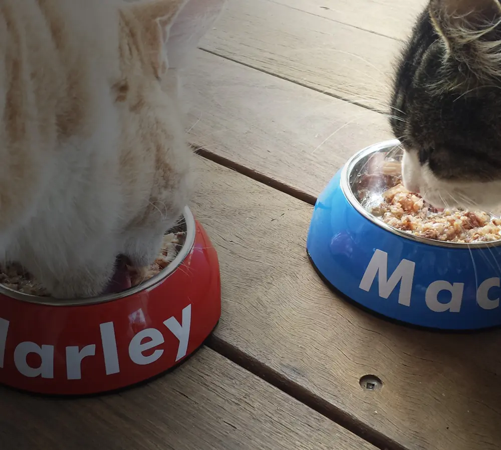 Pet Bowls