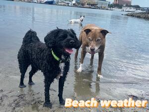 At the beach #porters4petshomestay