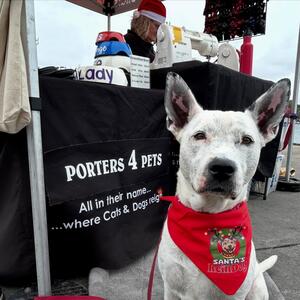 #porters4pets #sydneylocal #personalisedcollars #personalisedcollarsbyporters4pets