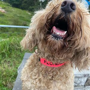 Hot Pink Wide Medium collar by #porters4pets Model  #florencethespoodle #sydneylocal #personaliseddogcollar #porters4petsembroideredcollars