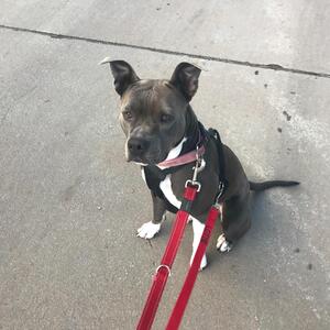 RIP Juno 😢 so sad today….Juno and I had some very memorable walks together every week since 2019! She is gone too soon like so many of our canine companions. Rescued & loved by her mum & dad. #rescueadog #staffie #staffielove #staffiesmile