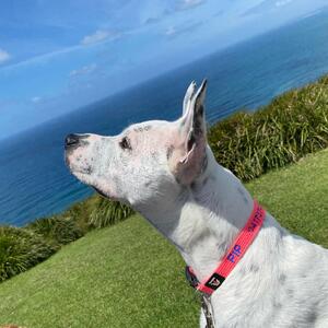 #pipthedog #nonstop_nina