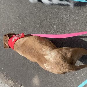 ‘Twas a big day ….early start ….. finishing with evening comas #porters4petshomestay