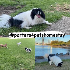It’s a dogs life ❤️ #porters4petshomestay #xenathedog #zappathedog #sydneylocal #porters4pets