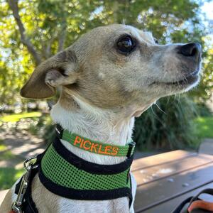 She’s a star 🌟 #pickles aka #misspickles sooooo love seeing our collars in action @raacheei #porters4pets #porters4petsembroideredcollars