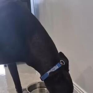 @porters4pets #reggie Embroidered collars & Personalised Bowls by Porters4Pets #porters4petsembroideredcollars #porters4petspersonalisedbowls #greyhoundrescue