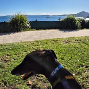 Holiday snap from Reggie 🥰 #rescuegreyhound #reg #reggie #reggiethegreyhound #goodboi