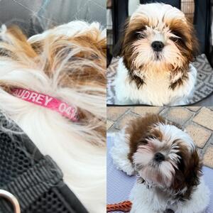 This is little Audrey, a 4mth old Shihtzu. She’s wearing her first collar,  a Dusty pink extra small! #audrey #shihtzu #shihtzupuppy #porters4pets #sydneylocal